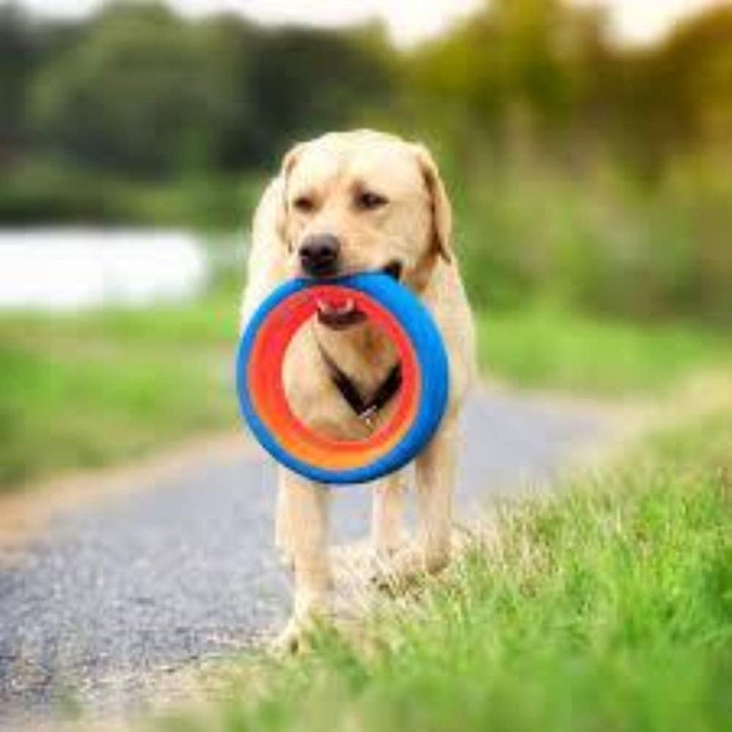 Fetch Toys